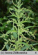 Urtica galeopsifolia (pokrzywa poziewnikolistna)