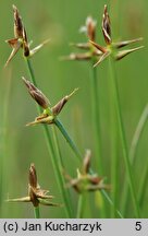 Carex microglochin (turzyca drobnozadziorkowa)