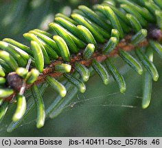 Picea orientalis (świerk kaukaski)