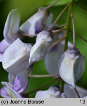 Wisteria floribunda (słodlin japoński)
