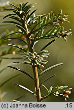 Taxus baccata Pendula Graciosa