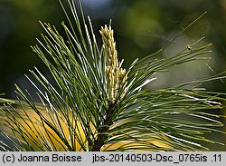 Pinus cembra var. sibirica (sosna limba odmiana syberyjska)