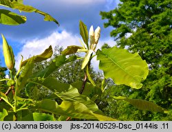 Magnolia tripetala (magnolia parasolowata)