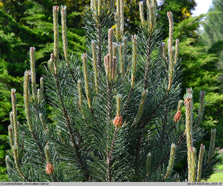 Pinus mugo ‘Grań’