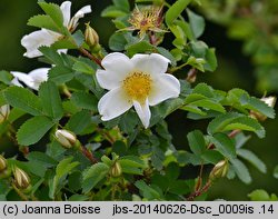 Rosa spinosissima (rÃ³Å¼a gÄ™stokolczasta)