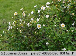 Rosa spinosissima (róża gęstokolczasta)