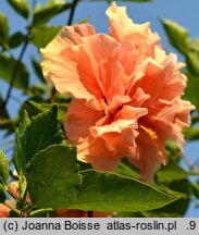 Hibiscus rosa-sinensis (ketmia róża chińska)