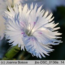 Dianthus sternbergii (goździk Sternberga)