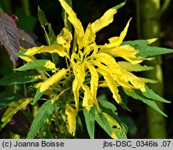 Amaranthus tricolor (szarłat ciemny)