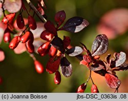Berberis ×ottawensis (berberys ottawski)