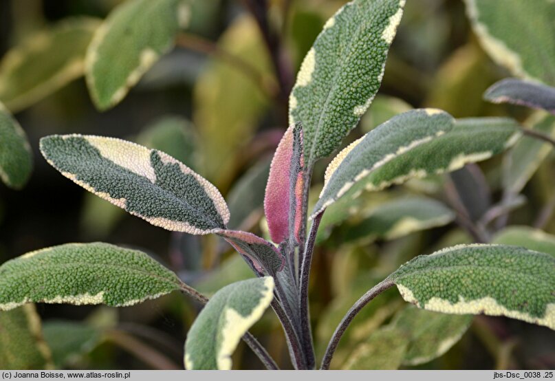 Salvia officinalis ‘Tricolor’ (szałwia lekarska ‘Tricolor’)