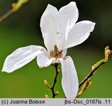 Magnolia salicifolia (magnolia wierzbolistna)