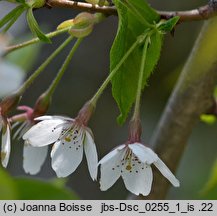 Prunus ×yedoensis (wiśnia jedoeńska)