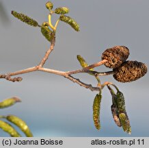 Alnus cordata (olsza sercowata)