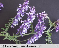 Vicia villosa (wyka kosmata)