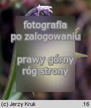 Viola arvensis (fiołek polny)