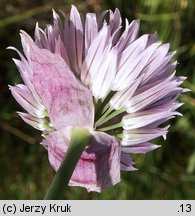 Allium schoenoprasum (czosnek szczypiorek)