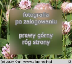 Trifolium bonannii (koniczyna Bonnana)