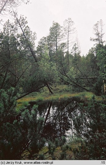 Pinus xrhaetica