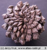 Pinus xrhaetica