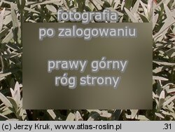 Cerastium tomentosum (rogownica kutnerowata)
