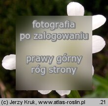 Arabis soyeri ssp. subcoriacea (gęsiówka stokrotkolistna)