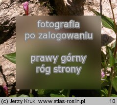 Epilobium alsinifolium (wierzbownica mokrzycowa)