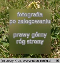 Astragalus frigidus (traganek wytrzymaÅ‚y)