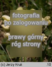 Astragalus frigidus (traganek wytrzymaÅ‚y)