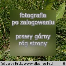 Cirsium helenioides (ostroÅ¼eÅ„ dwubarwny)