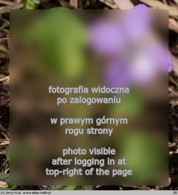 Viola rupestris (fiołek skalny)