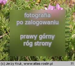 Astragalus danicus (traganek duński)