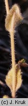 Draba nemorosa (głodek żółty)