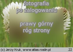 Trifolium montanum (koniczyna pagÃ³rkowa)