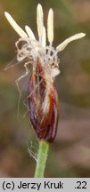 Eleocharis quinqueflora (ponikÅ‚o skÄ…pokwiatowe)