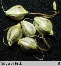 Eleocharis quinqueflora (ponikÅ‚o skÄ…pokwiatowe)