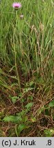 Serratula lycopifolia (sierpik różnolistny)