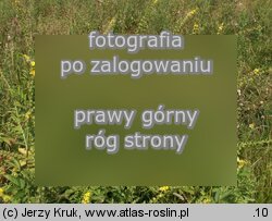 Agrimonia procera (rzepik wonny)