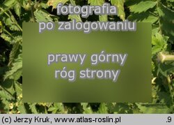 Agrimonia procera (rzepik wonny)