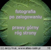 Agrimonia eupatoria (rzepik pospolity)