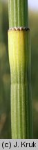 Equisetum ramosissimum (skrzyp gałęzisty)