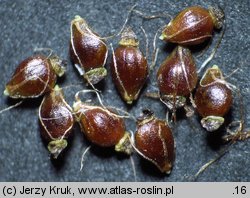 Eleocharis palustris (ponikÅ‚o bÅ‚otne)