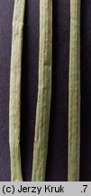 Eleocharis palustris (ponikło błotne)