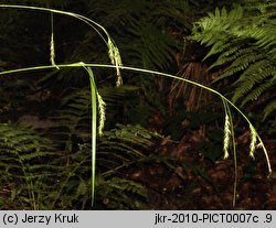 Carex sylvatica (turzyca leśna)