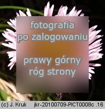 Erigeron hungaricus (przymiotno węgierskie)