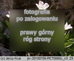 Cerastium latifolium (rogownica szerokolistna)