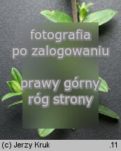 Cerastium holosteoides (rogownica pospolita)