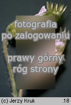 Cerastium arvense (rogownica polna)