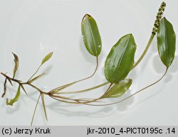 Potamogeton gramineus (rdestnica trawiasta)