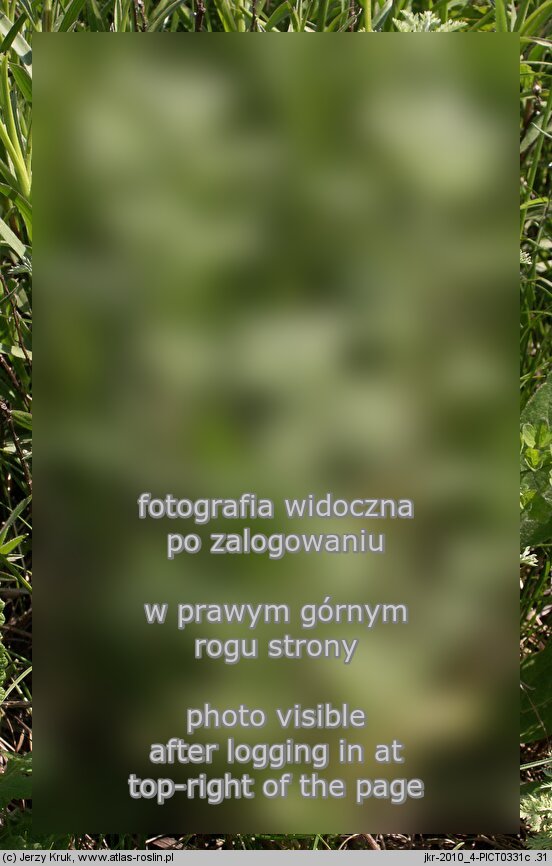 Artemisia pontica (bylica pontyjska)